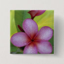Sök efter plumeria knappar Flora