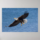 Sök efter flykt posters Fågel