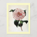Sök efter japonica Camellia japonica