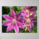 Sök efter clematis posters Fotografi