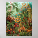 Sök efter der posters Ernst haeckel