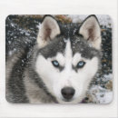 Sök efter husky musmattor Huskies