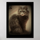 Sök efter coonkatt Foto