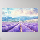 Sök efter lavendelfält posters Blommor