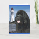 Sök efter newfoundland hund Sällskapsdjur