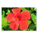 Sök efter röd hibiskus posters Blomma