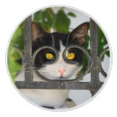 Sök efter nyfiken katt För henne