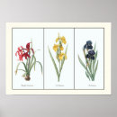 Sök efter botaniska konsttryck posters Botaniskt