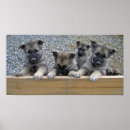 Sök efter norske posters Hund