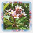 Sök efter frangipani klistermärken Tropisk