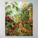 Sök efter ernst haeckel posters Illustration
