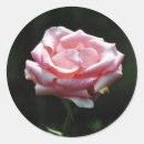 Sök efter nära klistermärken Rosa