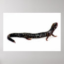 Sök efter salamander posters Djur