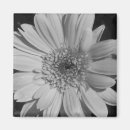 Sök efter gerberas magneter Blomma