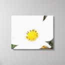 Sök efter cosmo fotografi Blomma