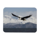 Sök efter flykt magneter David northcott