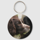 Sök efter springerspaniel Hund