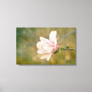 Sök efter magnolias canvastryck Rosa