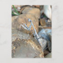 Sök efter kryp fotografi Entomologi