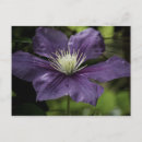 Sök efter clematis vykort Fotografi