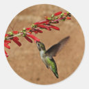 Sök efter hummingbird klistermärken Djur