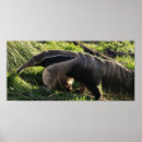 Sök efter anteater Anteatrar