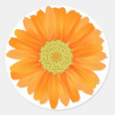 Sök efter daisy för gerbera klistermärken Daisy av groddar