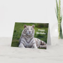Sök efter tigerfoto Vit tiger