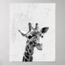 Sök efter giraff fotografi Giraffe