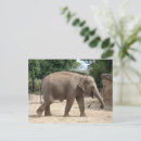 Sök efter elefant fotografi Asia