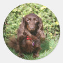 Sök efter solbränna klistermärken Hund