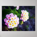 Sök efter lantana posters Blomma