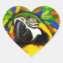Sök efter guld macaw Djur