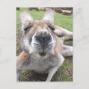 Sök efter känguru vykort Kangaroo