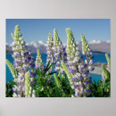 Sök efter new zealand posters Landskap