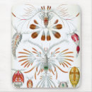 Sök efter havsdjur musmattor Marint liv