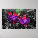 Sök efter fuchsia posters Blommigt
