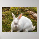 Sök efter albino posters Vilda djur
