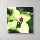 Sök efter ladybug fotografi Blomma