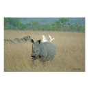 Sök efter rhinos posters Hotad