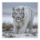 Sök efter bengal tiger posters Siberisk