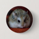 Sök efter hamster knappar Gulligt