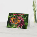 Sök efter kryp fotografi Fjäril