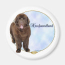 Sök efter newfoundland magneter Hund