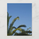 Sök efter palmtree vykort Sommar