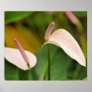 Sök efter anthurium posters Anurum