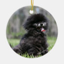Sök efter svart pomeranian heminredning Dvärg spitz