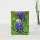 Sök efter texas kort Bluebonnets