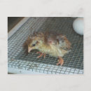 Sök efter chick vykort Gård