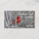 Sök efter male kardinal redbird
